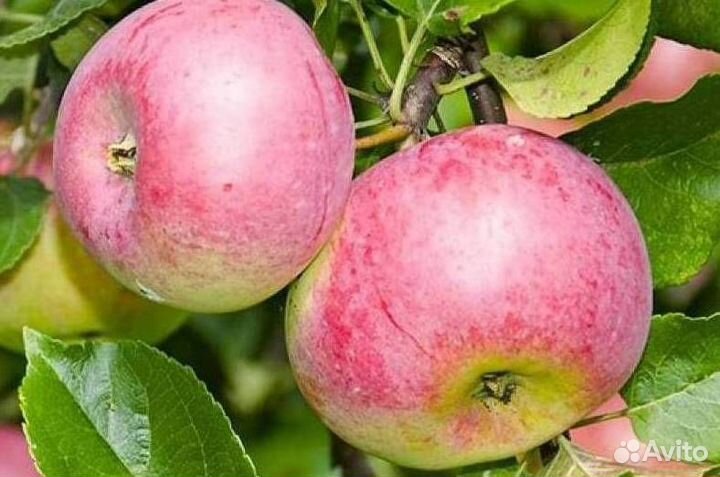 Саженцы яблони Уэлси