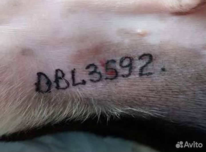 Клеймение щенков/собак, Чипирование, оформление по