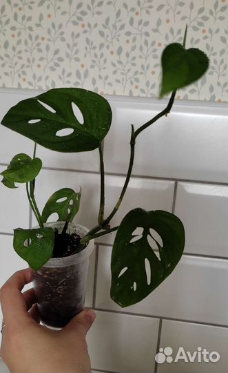 Монстера манки маск