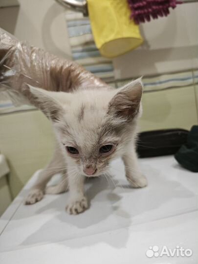 Котенок малышка Бусинка