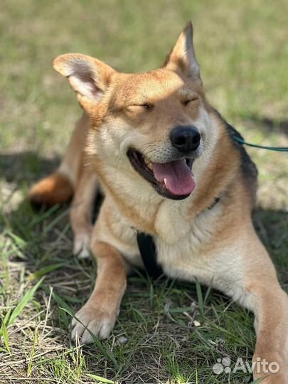 Айва грустит в приюте