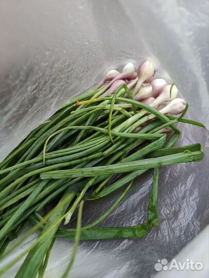 Лук зеленый