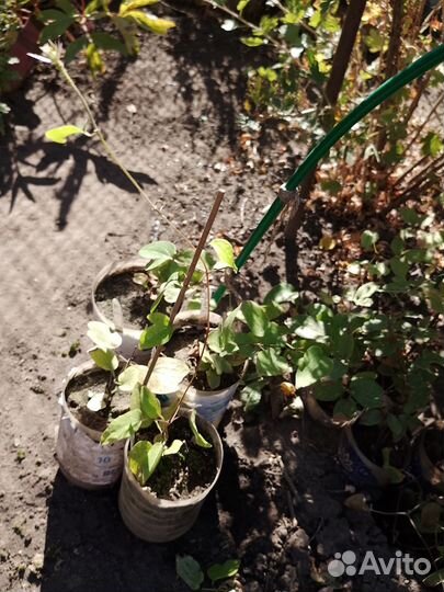 Саженцы клематиса