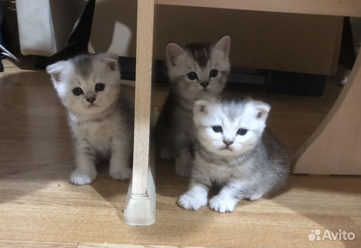 Шотландские котята