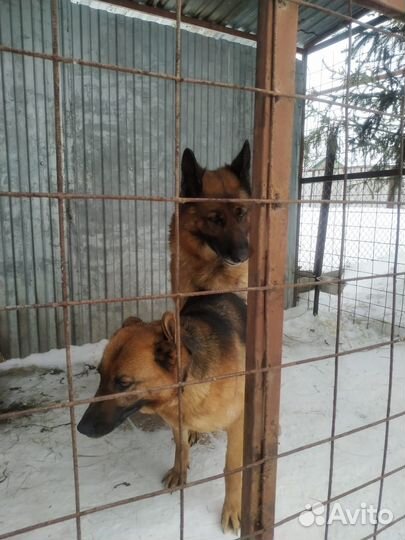 Немецкая овчарка