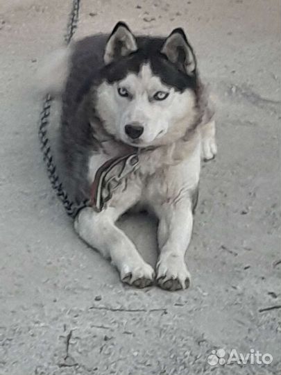Сибирский хаски