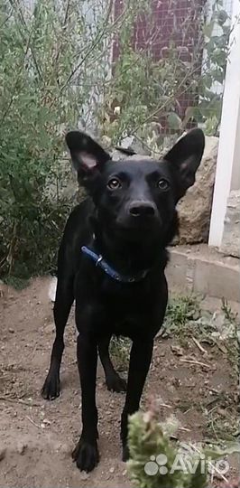 Собачка в добрые руки