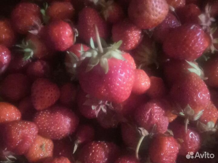 Клубника свежая ягода