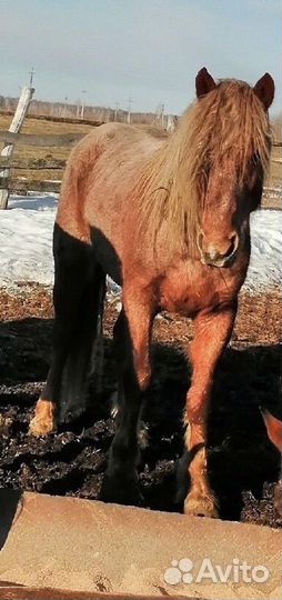 Лошадь жеребец тяжеловоз