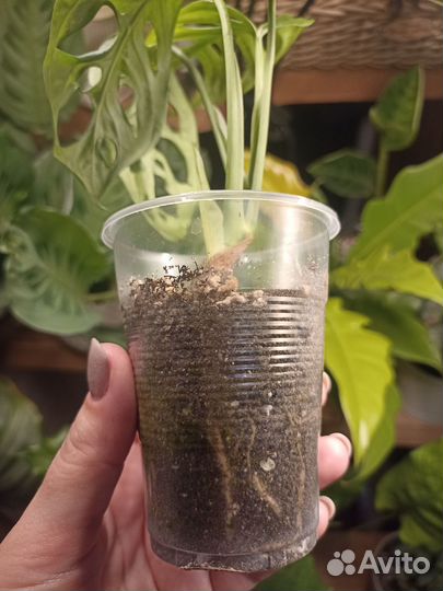 Монстера Манки Маск