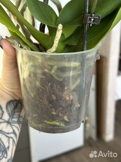 Орхидея абба