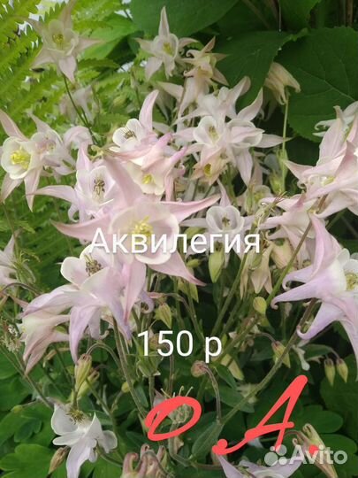 Страусник (папоротник), ирисы