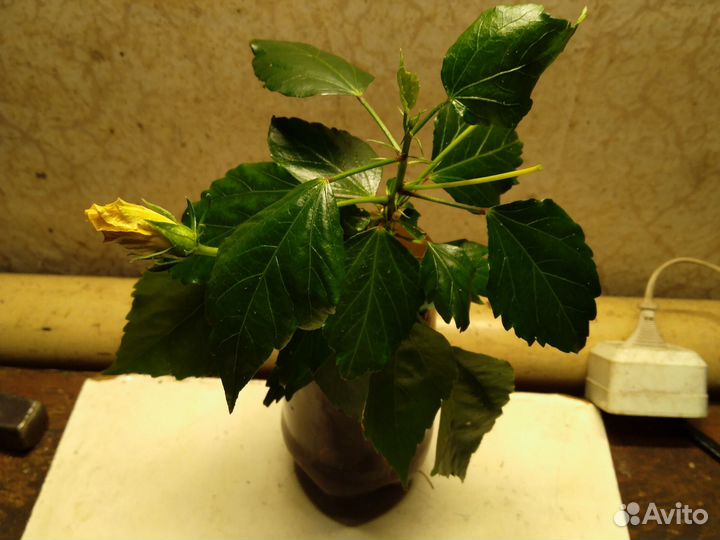 Гибискус,китайская роза. Оранжевая