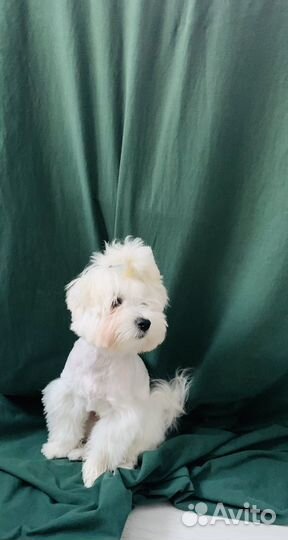 Мальтийская болонка вязка