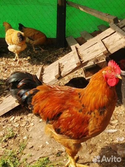 Петух кучинской юбилейной