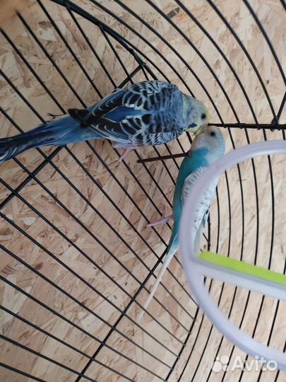 Волнистые попугаи с клеткой