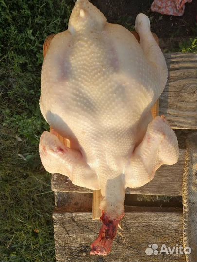 Мясо домашних бройлеров