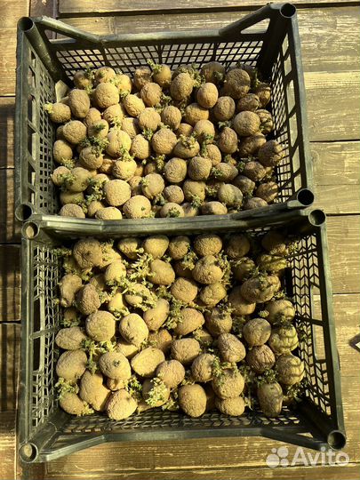 Семенной картофель