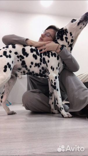 Няня для собаки