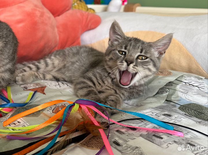 Котята в добрые руки девочки