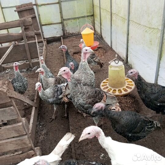 Северокавказские индюшки