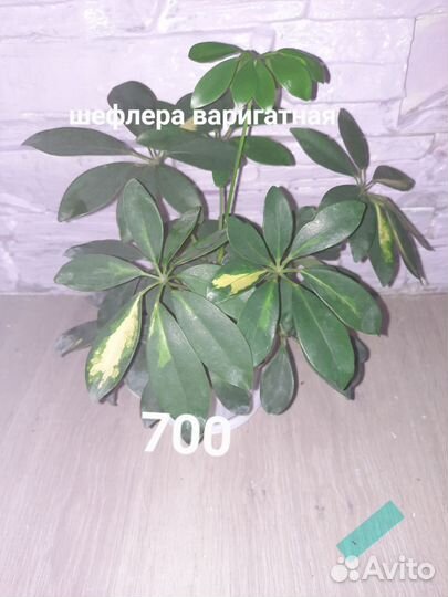 Шефлера вариегатная
