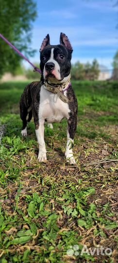 Домашняя передержка гостиница для собак и котов