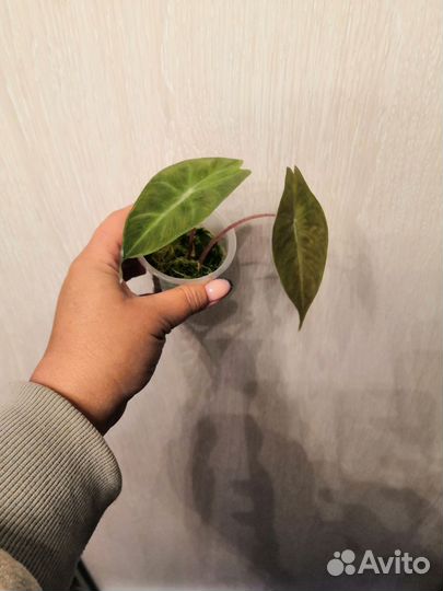 Сингониум, алоказия, монстера, сциндапсус, филы