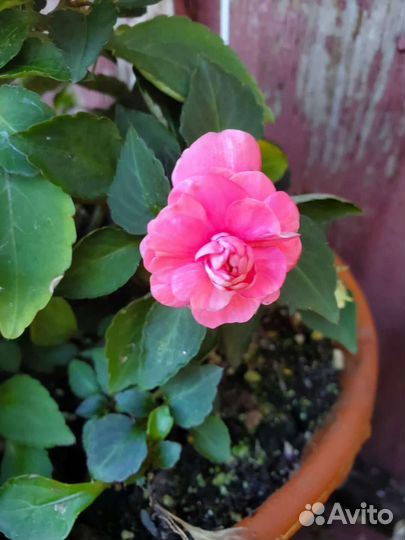 Сортовые бальзамины