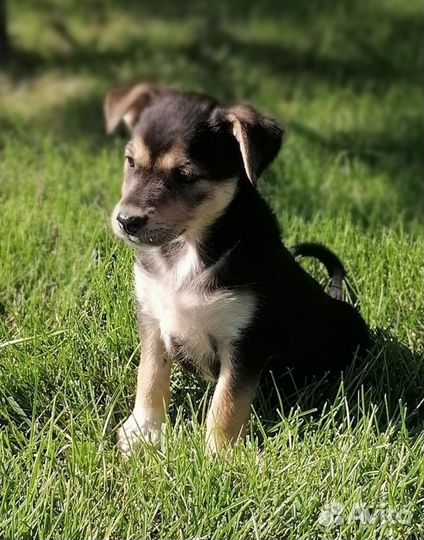 Щенок в добрые руки