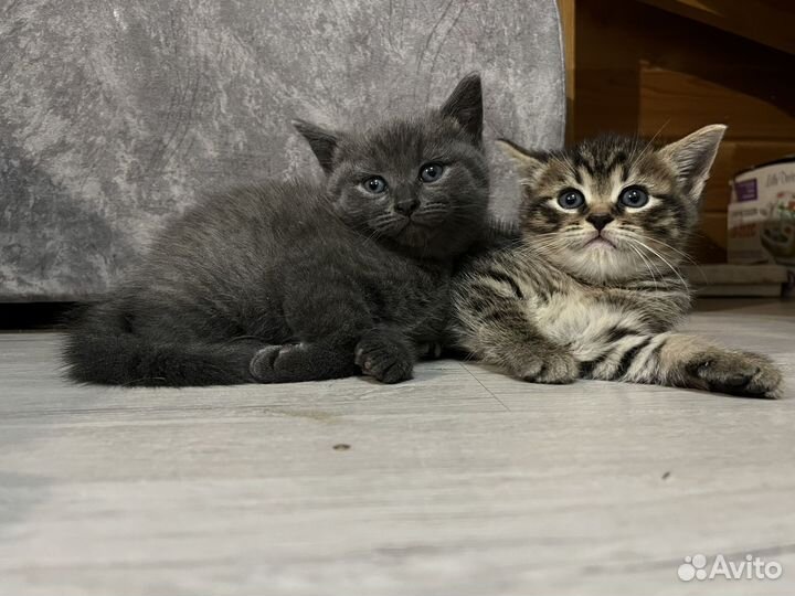 Котята