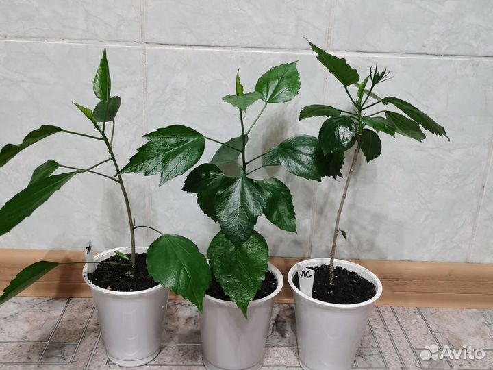 Гибискус комнатный