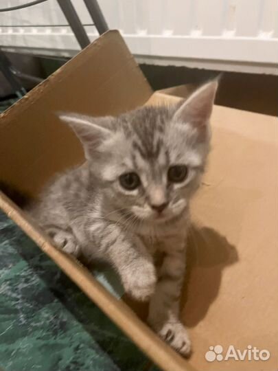 Котята бесплатно