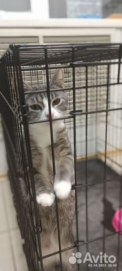 Красавчик изе дом