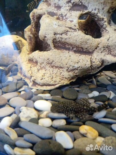 Аквариумные рыбки гуппи и сомики анцитрусы