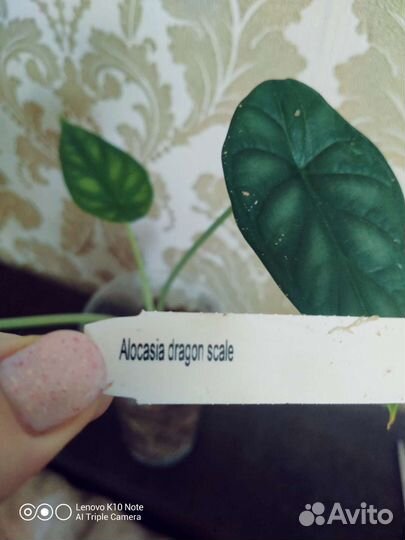 Алоказия Шкура дракона
