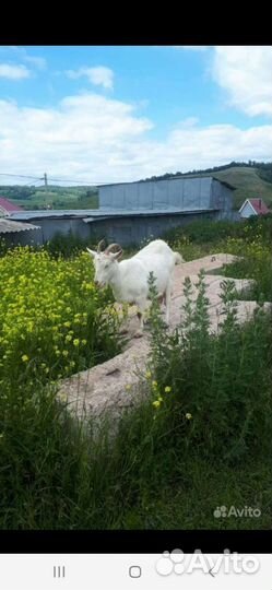 Коза дойная