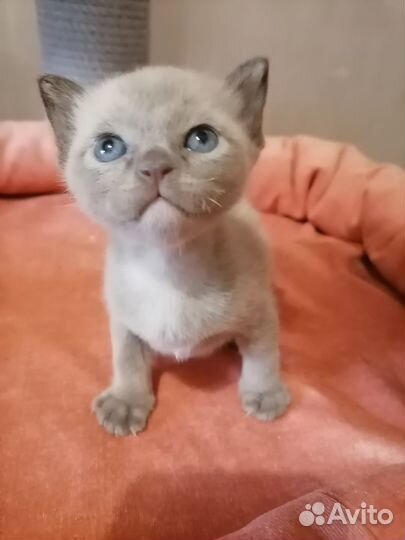 Ласковые котята европейской бурмы