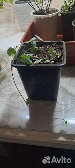 Комнатные растения