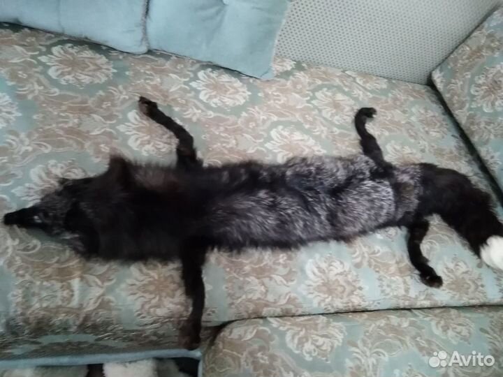 Цельная шкура чернобурой лисы