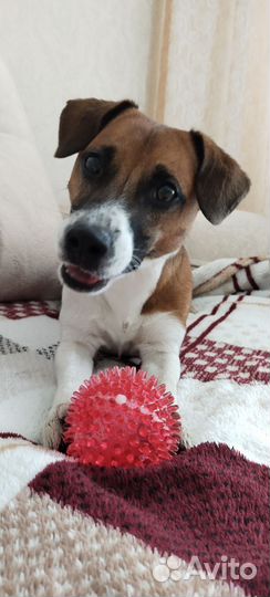 Вязка,случка Джек рассел терьер