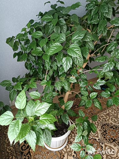 Китайская роза