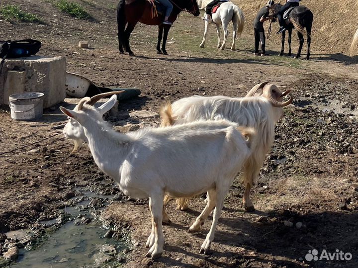 Козы дойные заанинский