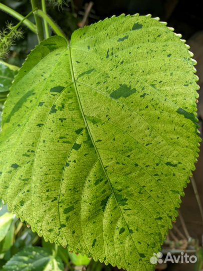 Акалифа Уилкса