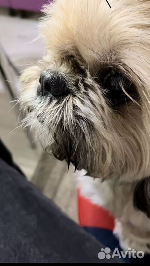 Передержка животных на время отпуска