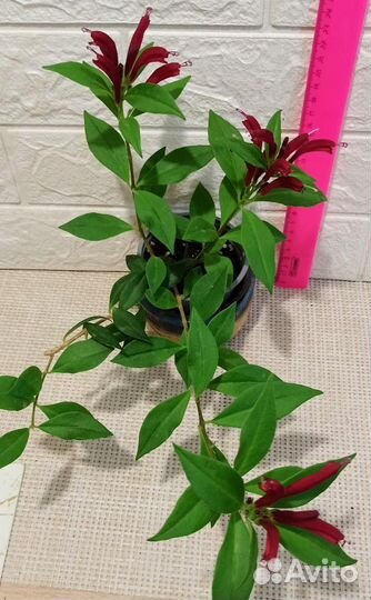 Эсхинантусы, кодонанта