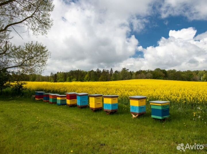 2024 Мёд натуральный из Алтая опт