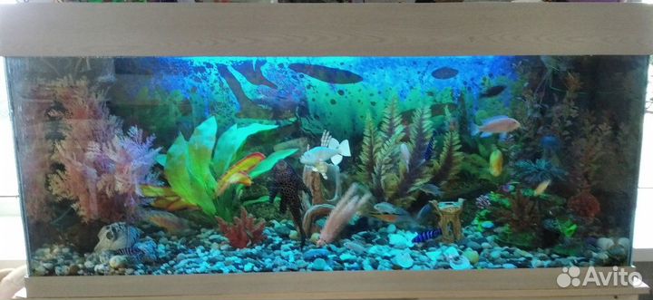 Обслуживание Аквариумов