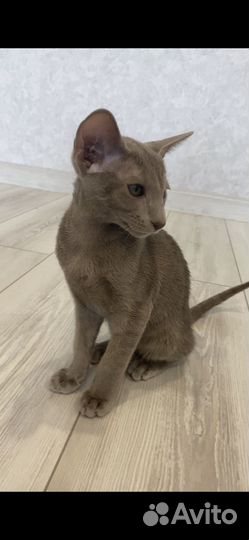 Ориентальные котята