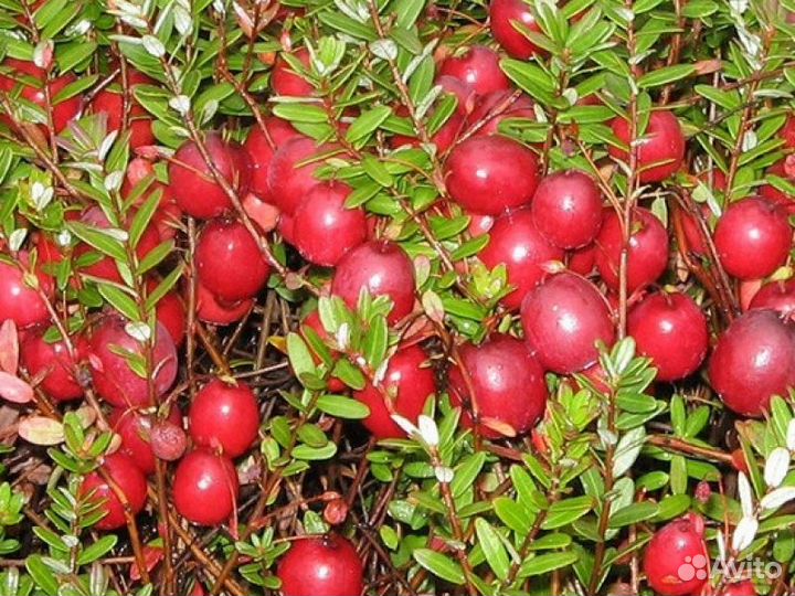 Саженцы клюквы